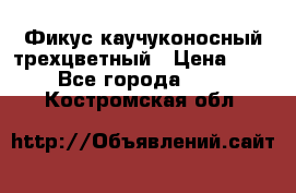 Фикус каучуконосный трехцветный › Цена ­ 500 - Все города  »    . Костромская обл.